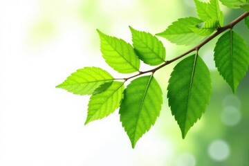 Obraz premium Leaves on a branch isolated on white background, foliage, , leaves