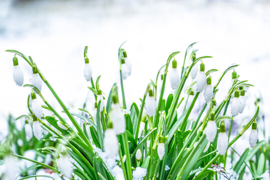 spring white flower snowdrop in snow copy space