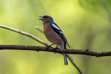 Chaffinch in full song perched on twig against green field background
