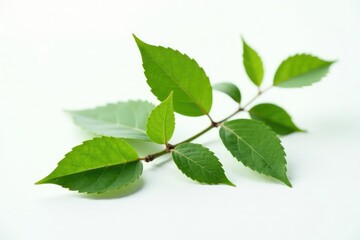 Obraz premium Single isolated branch on white background with subtle leaf veins, white background, clean, organic