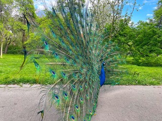 Chic peacock with an open tail in Prague