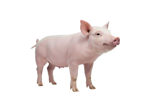 Adorable Pink Piglet: Farm Animal Image transparent background