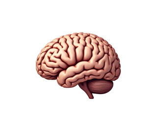 Human Brain Anatomy: Detailed 3D Model transparent background