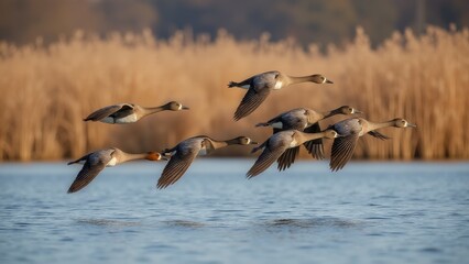 Flock of Geese Flying Over Water