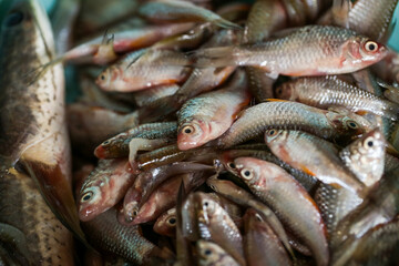 Fresh small fish for cooking