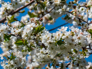 Profuse White Cherry Blossoms Under a Bright Blue Sky, United States (Spring)