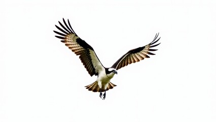 Obraz premium Osprey Flying Against White Background-Portrait