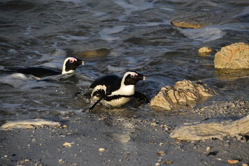 African Penguins on a Rocky ocean Shoreline in Betty's bay, South Africa