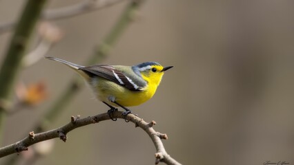 Fototapeta premium Yellow-Throated Warbler Perched On Branch