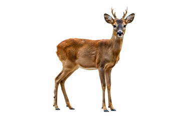 Young Deer, Isolated on White Background: Wildlife Photography transparent background