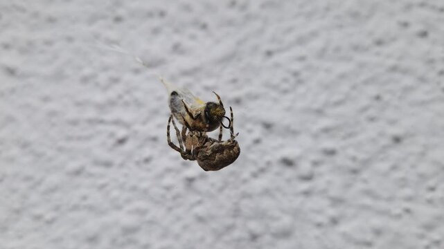 Cross Orbweaver spider capturing and wrapping a bee in its web as holds the silk-covered insect. Nature scene of predator and prey interaction, showcasing survival and ecological dynamics