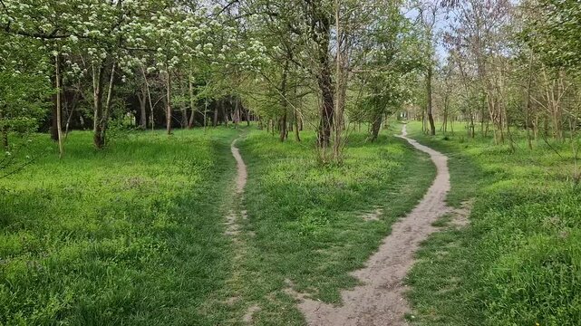 Split footpath in the forest, choosing the right way concept. Idyllic spring rural landscape with two distinct dirt trails in the nature leading unknown destinations. Forked path and decision making