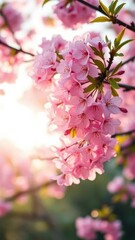 Fototapeta premium Cherry blossoms bloom in gentle morning light, pink, branches, green