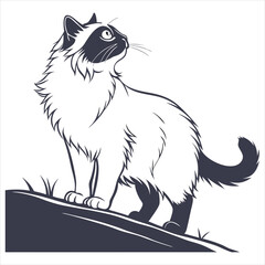 Obraz premium silhouette ragdoll cat on white background
