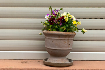 Colorful flower pot brings charm to a serene outdoor setting with vibrant blooms basking in natural light