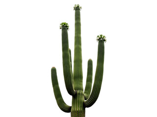 Majestic Saguaro Cactus: Arizona Desert Icon transparent background © mahboob