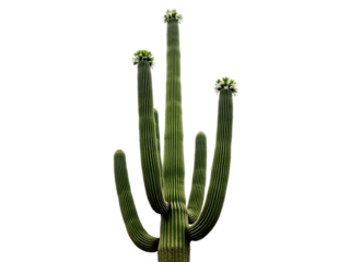 Majestic Saguaro Cactus: Arizona Desert Icon transparent background