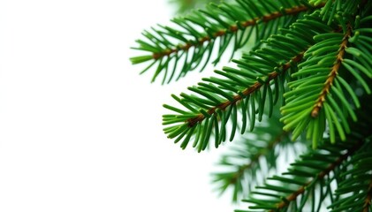 Obraz premium Dense leaves of fir tree isolated on white background, whiteness, evergreen, foliage