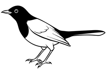 blackbird silhouette line art vector illustration with a white background