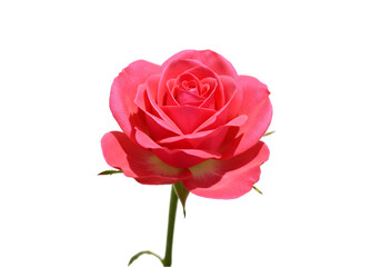 Beautiful Pink Rose Flower Image: High-Resolution Stock Photo transparent background