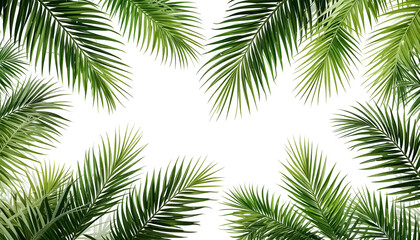 Fototapeta premium palm leaves isolated on white background