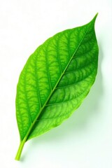 Obraz premium Fresh green leaf isolated on white background, green, leaf, plant