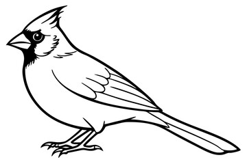 cardinal silhouette line art vector illustration with a white background