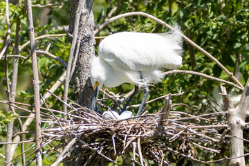 Nesting Snowy Egret