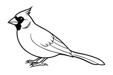 Fototapeta premium cardinal silhouette line art vector illustration with a white background