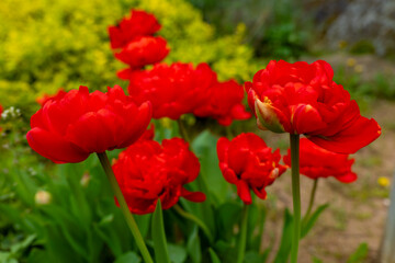Bright red tulips bloom vibrantly in a lush garden during the warm spring afternoon sunlight, captivating all who pass by with their beauty