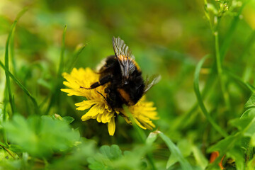 Busy bumblebee exploring vibrant yellow dandelions in a lush green meadow on a sunny spring day