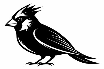 Fototapeta premium cardinal silhouette line art vector illustration with a white background