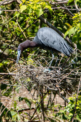 Nesting Little Blue Heron