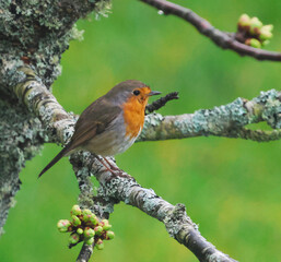 robin on a branch