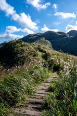 Beautiful Miscanthus blooming nearby the trail of Banping mountain in Jinguashi, in New Taipei City, Taiwan.