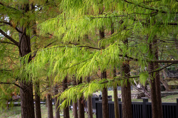 Close up of green leaf Bald Cypress growing nearby the lake, in Taipei City, Taiwan.