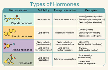 Types of hormones. Infographic of peptide, steroid, amine and eicosanoid hormone structures and receptors