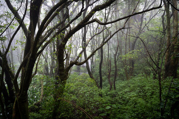 Maple forest hidden in the misty mountain, hiking trail go through forest, in Yangmingshan National Park, Taipei, Taiwan.