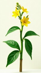Leafy green plant with yellow flowers blooming on a wooden stem, botanical, flora