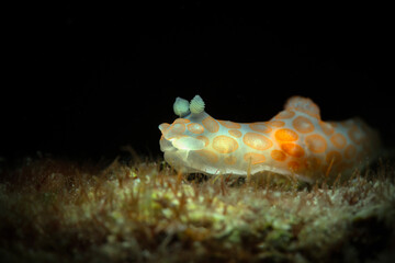 Nudibranch Gymnodoris sp. Underwater macro photography from Anilao, Philippines