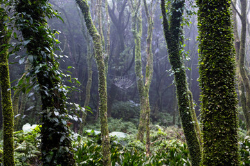 Close up of spider web on the maple branch in the misty forest, in Yangmingshan National Park, Taipei, Taiwan.