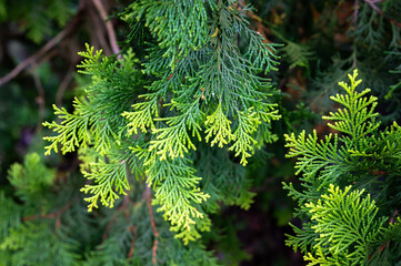 Close up of pine leaf, beautiful green and yellow color showing on the leaf, in Taiwan.
