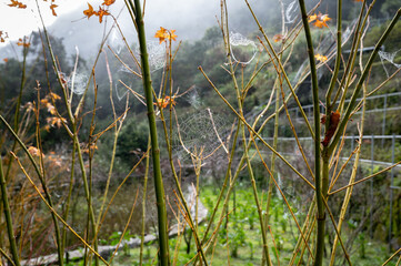 Close up of spider web building in the branch, in Taipei, Taiwan.