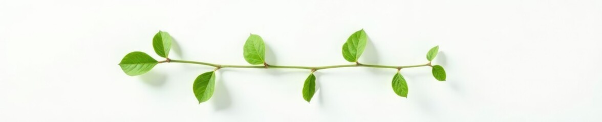 Obraz premium Single branch with delicate leaves on white background, simplicity, plant, greenery