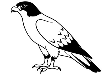 hawk silhouette line art vector illustration with a white background