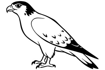 hawk silhouette line art vector illustration with a white background