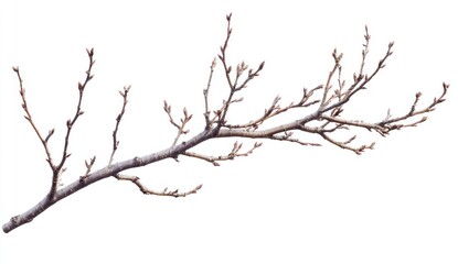 Delicate Spring Branch with Fresh Buds Ready to Bloom on Isolated Background for Nature and Seasonal Themes