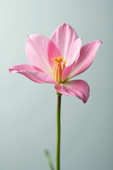 Single flower with delicate petals in white surroundings, nature, petals