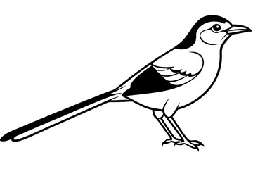 mockingbird silhouette line art vector illustration with a white background
