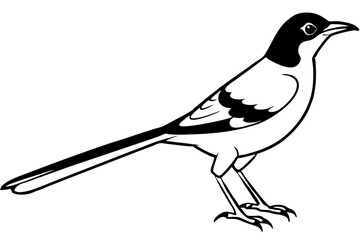 mockingbird silhouette line art vector illustration with a white background
